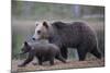 Eurasian Brown Bear (Ursus Arctos) Mother Walking with Cub, Suomussalmi, Finland, July 2008-Widstrand-Mounted Photographic Print