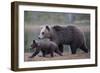 Eurasian Brown Bear (Ursus Arctos) Mother Walking with Cub, Suomussalmi, Finland, July 2008-Widstrand-Framed Photographic Print