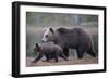 Eurasian Brown Bear (Ursus Arctos) Mother Walking with Cub, Suomussalmi, Finland, July 2008-Widstrand-Framed Photographic Print
