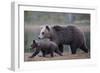 Eurasian Brown Bear (Ursus Arctos) Mother Walking with Cub, Suomussalmi, Finland, July 2008-Widstrand-Framed Photographic Print