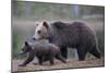 Eurasian Brown Bear (Ursus Arctos) Mother Walking with Cub, Suomussalmi, Finland, July 2008-Widstrand-Mounted Photographic Print