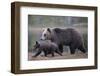 Eurasian Brown Bear (Ursus Arctos) Mother Walking with Cub, Suomussalmi, Finland, July 2008-Widstrand-Framed Photographic Print