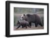 Eurasian Brown Bear (Ursus Arctos) Mother Walking with Cub, Suomussalmi, Finland, July 2008-Widstrand-Framed Photographic Print