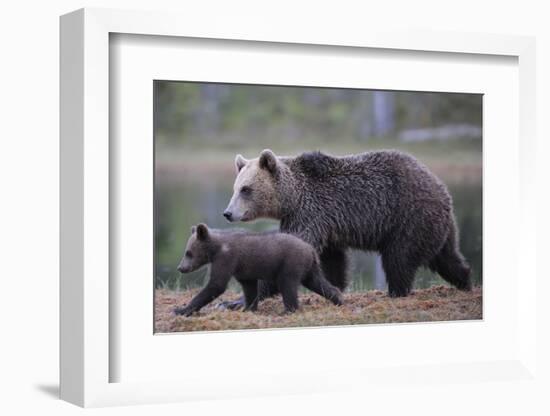 Eurasian Brown Bear (Ursus Arctos) Mother Walking with Cub, Suomussalmi, Finland, July 2008-Widstrand-Framed Photographic Print