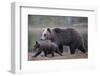 Eurasian Brown Bear (Ursus Arctos) Mother Walking with Cub, Suomussalmi, Finland, July 2008-Widstrand-Framed Photographic Print