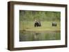 Eurasian Brown Bear (Ursus Arctos) Mother with Cubs, Suomussalmi, Finland, July 2008-Widstrand-Framed Photographic Print