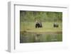 Eurasian Brown Bear (Ursus Arctos) Mother with Cubs, Suomussalmi, Finland, July 2008-Widstrand-Framed Photographic Print