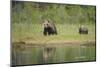 Eurasian Brown Bear (Ursus Arctos) Mother with Cubs, Suomussalmi, Finland, July 2008-Widstrand-Mounted Photographic Print