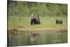 Eurasian Brown Bear (Ursus Arctos) Mother with Cubs, Suomussalmi, Finland, July 2008-Widstrand-Stretched Canvas