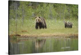 Eurasian Brown Bear (Ursus Arctos) Mother with Cubs, Suomussalmi, Finland, July 2008-Widstrand-Stretched Canvas