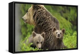 Eurasian Brown Bear (Ursus Arctos) Mother with Two Cubs, Suomussalmi, Finland, July 2008-Widstrand-Framed Stretched Canvas