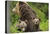 Eurasian Brown Bear (Ursus Arctos) Mother with Two Cubs, Suomussalmi, Finland, July 2008-Widstrand-Stretched Canvas