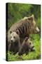 Eurasian Brown Bear (Ursus Arctos) Mother with Two Cubs, Suomussalmi, Finland, July 2008-Widstrand-Stretched Canvas