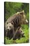 Eurasian Brown Bear (Ursus Arctos) Mother with Two Cubs, Suomussalmi, Finland, July 2008-Widstrand-Stretched Canvas