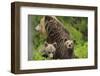 Eurasian Brown Bear (Ursus Arctos) Mother with Two Cubs, Suomussalmi, Finland, July 2008-Widstrand-Framed Photographic Print