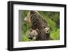 Eurasian Brown Bear (Ursus Arctos) Mother with Two Cubs, Suomussalmi, Finland, July 2008-Widstrand-Framed Photographic Print