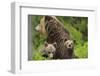 Eurasian Brown Bear (Ursus Arctos) Mother with Two Cubs, Suomussalmi, Finland, July 2008-Widstrand-Framed Photographic Print