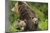 Eurasian Brown Bear (Ursus Arctos) Mother with Two Cubs, Suomussalmi, Finland, July 2008-Widstrand-Mounted Photographic Print