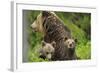 Eurasian Brown Bear (Ursus Arctos) Mother with Two Cubs, Suomussalmi, Finland, July 2008-Widstrand-Framed Photographic Print