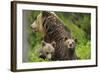 Eurasian Brown Bear (Ursus Arctos) Mother with Two Cubs, Suomussalmi, Finland, July 2008-Widstrand-Framed Photographic Print