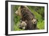 Eurasian Brown Bear (Ursus Arctos) Mother with Two Cubs, Suomussalmi, Finland, July 2008-Widstrand-Framed Photographic Print