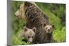 Eurasian Brown Bear (Ursus Arctos) Mother with Two Cubs, Suomussalmi, Finland, July 2008-Widstrand-Mounted Photographic Print