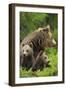 Eurasian Brown Bear (Ursus Arctos) Mother with Two Cubs, Suomussalmi, Finland, July 2008-Widstrand-Framed Photographic Print