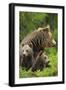 Eurasian Brown Bear (Ursus Arctos) Mother with Two Cubs, Suomussalmi, Finland, July 2008-Widstrand-Framed Photographic Print