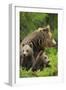 Eurasian Brown Bear (Ursus Arctos) Mother with Two Cubs, Suomussalmi, Finland, July 2008-Widstrand-Framed Photographic Print