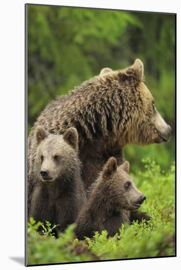 Eurasian Brown Bear (Ursus Arctos) Mother with Two Cubs, Suomussalmi, Finland, July 2008-Widstrand-Mounted Photographic Print