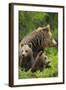 Eurasian Brown Bear (Ursus Arctos) Mother with Two Cubs, Suomussalmi, Finland, July 2008-Widstrand-Framed Photographic Print