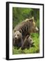 Eurasian Brown Bear (Ursus Arctos) Mother with Two Cubs, Suomussalmi, Finland, July 2008-Widstrand-Framed Photographic Print