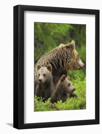 Eurasian Brown Bear (Ursus Arctos) Mother with Two Cubs, Suomussalmi, Finland, July 2008-Widstrand-Framed Photographic Print