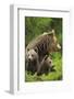 Eurasian Brown Bear (Ursus Arctos) Mother with Two Cubs, Suomussalmi, Finland, July 2008-Widstrand-Framed Photographic Print