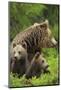 Eurasian Brown Bear (Ursus Arctos) Mother with Two Cubs, Suomussalmi, Finland, July 2008-Widstrand-Mounted Photographic Print
