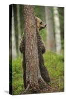 Eurasian Brown Bear (Ursus Arctos) Rubbing Back Against Tree, Suomussalmi, Finland, July 2008-Widstrand-Stretched Canvas