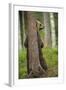 Eurasian Brown Bear (Ursus Arctos) Rubbing Back Against Tree, Suomussalmi, Finland, July 2008-Widstrand-Framed Premium Photographic Print