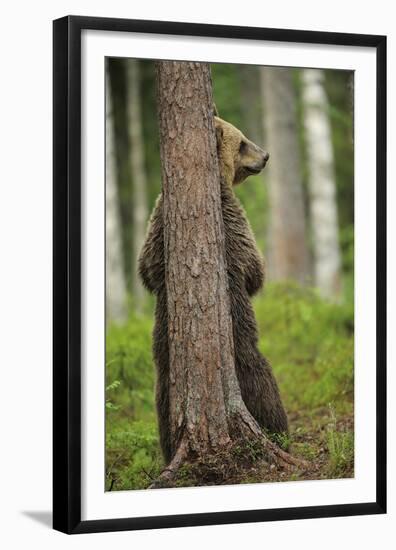 Eurasian Brown Bear (Ursus Arctos) Rubbing Back Against Tree, Suomussalmi, Finland, July 2008-Widstrand-Framed Premium Photographic Print