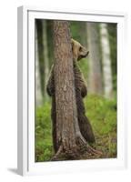 Eurasian Brown Bear (Ursus Arctos) Rubbing Back Against Tree, Suomussalmi, Finland, July 2008-Widstrand-Framed Premium Photographic Print