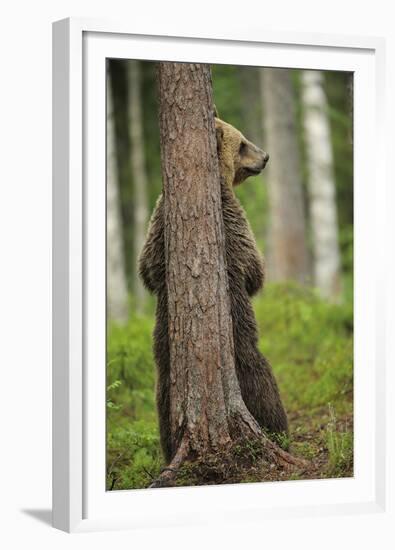 Eurasian Brown Bear (Ursus Arctos) Rubbing Back Against Tree, Suomussalmi, Finland, July 2008-Widstrand-Framed Premium Photographic Print