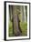 Eurasian Brown Bear (Ursus Arctos) Rubbing Back Against Tree, Suomussalmi, Finland, July 2008-Widstrand-Framed Premium Photographic Print