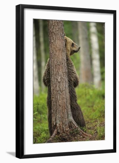 Eurasian Brown Bear (Ursus Arctos) Rubbing Back Against Tree, Suomussalmi, Finland, July 2008-Widstrand-Framed Premium Photographic Print