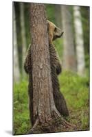 Eurasian Brown Bear (Ursus Arctos) Rubbing Back Against Tree, Suomussalmi, Finland, July 2008-Widstrand-Mounted Premium Photographic Print