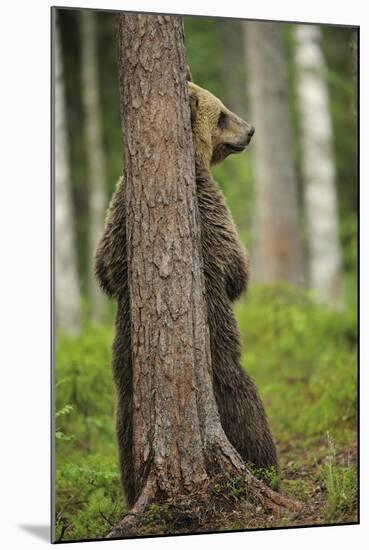 Eurasian Brown Bear (Ursus Arctos) Rubbing Back Against Tree, Suomussalmi, Finland, July 2008-Widstrand-Mounted Premium Photographic Print