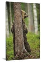 Eurasian Brown Bear (Ursus Arctos) Rubbing Back Against Tree, Suomussalmi, Finland, July 2008-Widstrand-Stretched Canvas