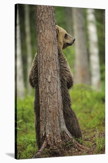 Eurasian Brown Bear (Ursus Arctos) Rubbing Back Against Tree, Suomussalmi, Finland, July 2008-Widstrand-Stretched Canvas