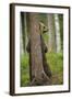 Eurasian Brown Bear (Ursus Arctos) Rubbing Back Against Tree, Suomussalmi, Finland, July 2008-Widstrand-Framed Photographic Print