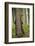 Eurasian Brown Bear (Ursus Arctos) Rubbing Back Against Tree, Suomussalmi, Finland, July 2008-Widstrand-Framed Photographic Print