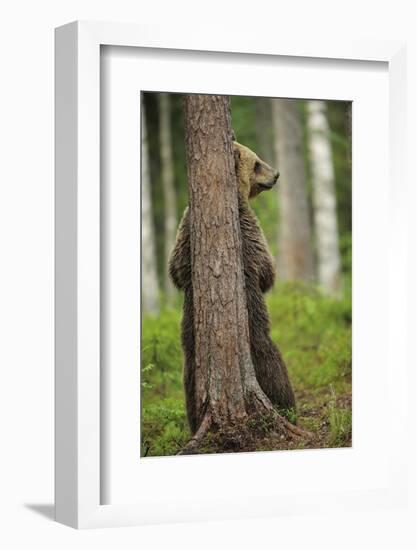 Eurasian Brown Bear (Ursus Arctos) Rubbing Back Against Tree, Suomussalmi, Finland, July 2008-Widstrand-Framed Photographic Print