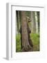 Eurasian Brown Bear (Ursus Arctos) Rubbing Back Against Tree, Suomussalmi, Finland, July 2008-Widstrand-Framed Photographic Print